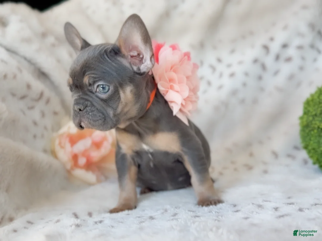 French Bulldog dogs for sale: Macaroon - Ad 3