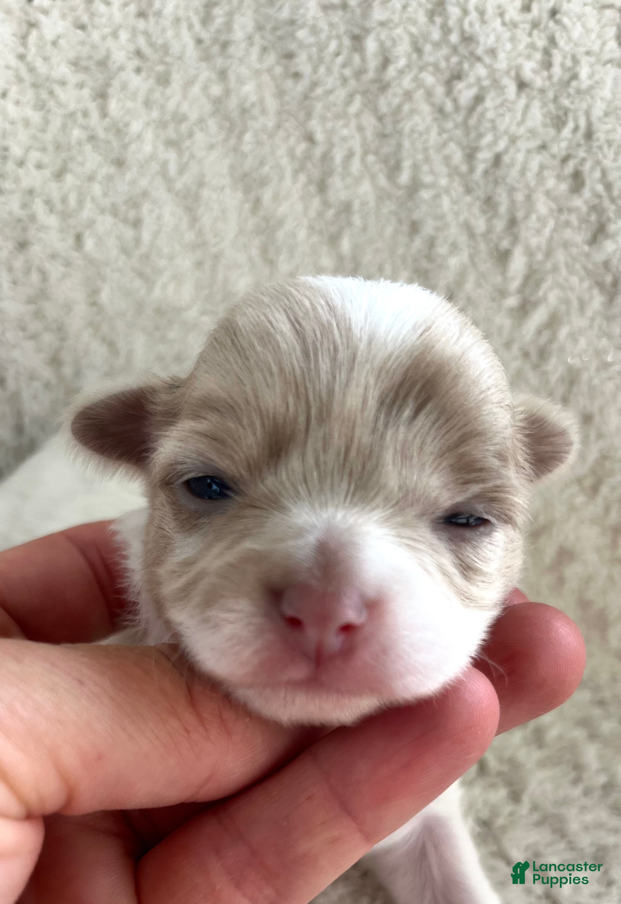 Chihuahua dogs Callie - Ad 2