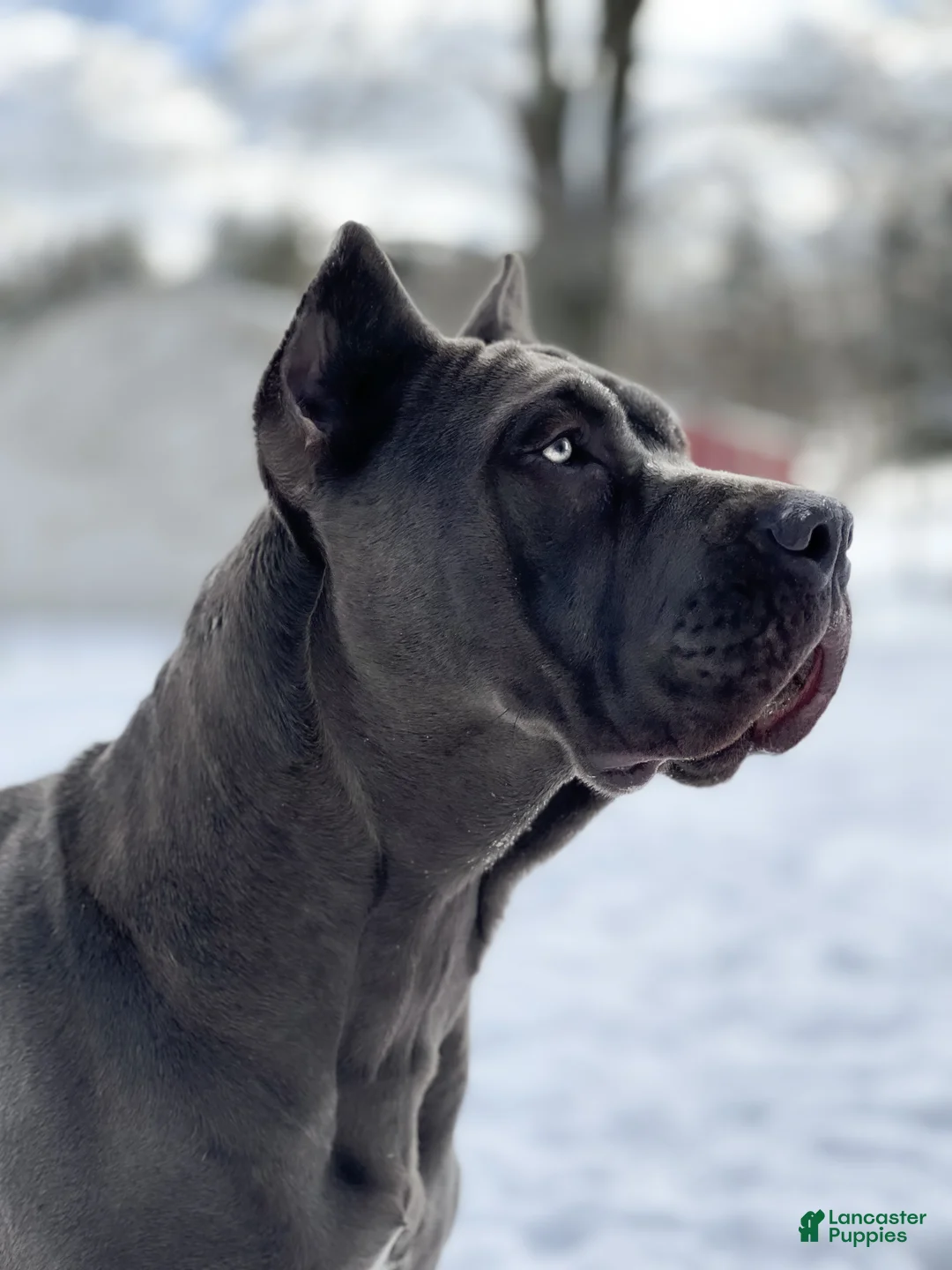 Mixed Breed dogs for sale: Grey Collar Male - Ad 6