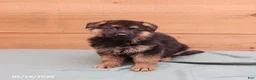 German Shepherd dogs for sale: Gage - Ad 5