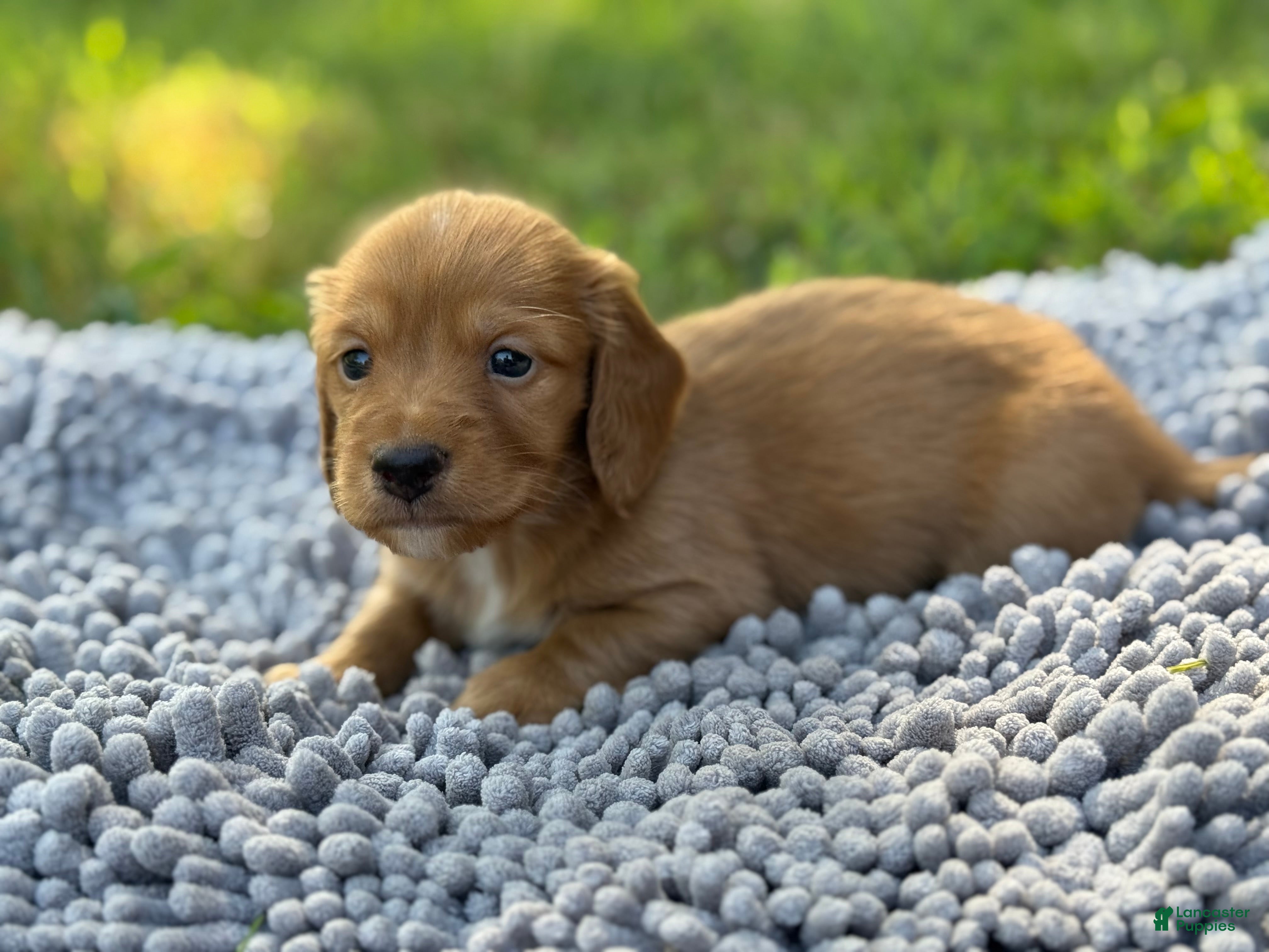 Miniature Dachshund dogs Dark cream  - Ad 18