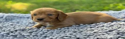 Miniature Dachshund dogs for sale: Dark cream  - Ad 18