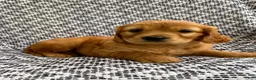 Miniature Golden Retriever dogs for sale: Moose - Ad 5