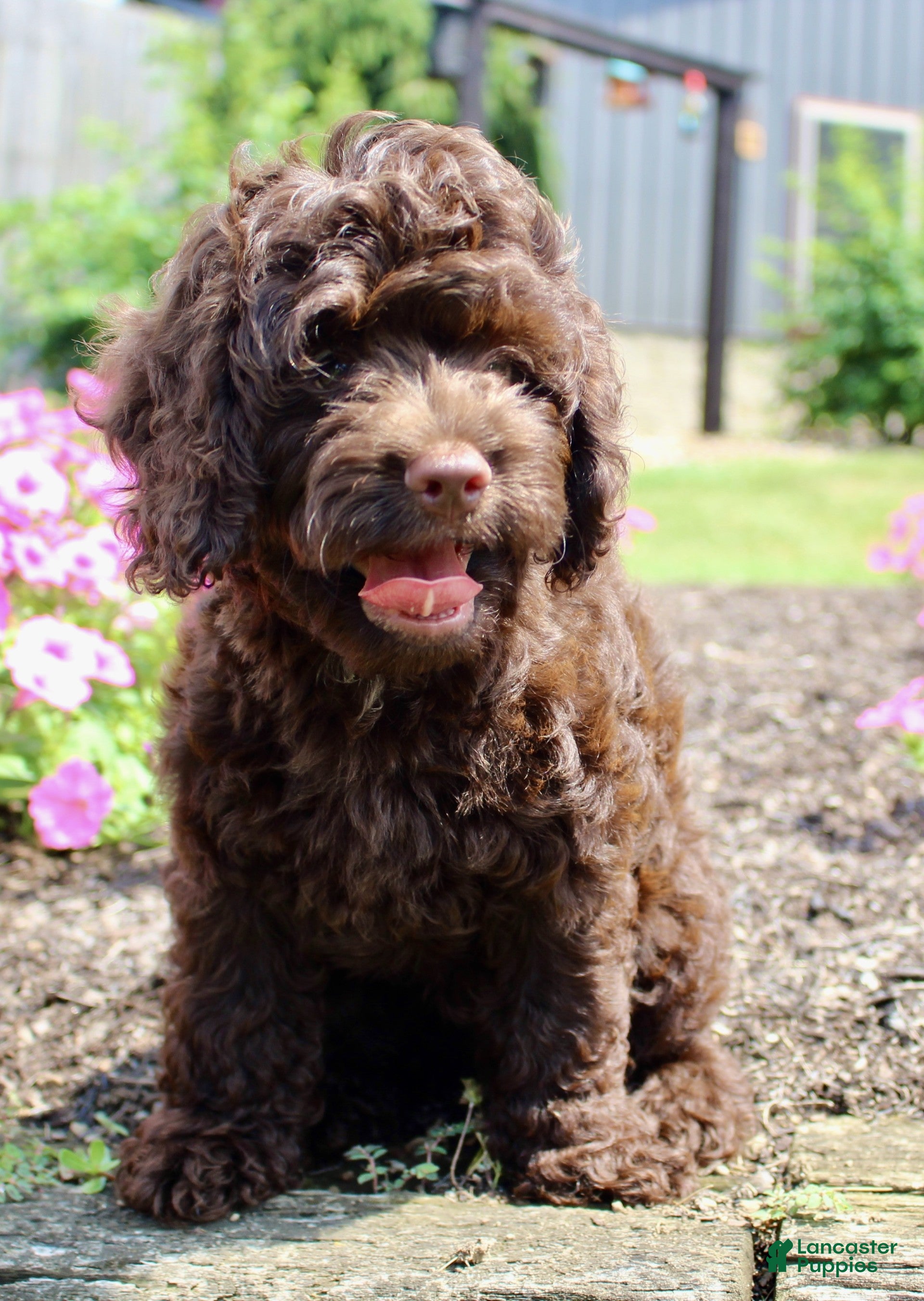 Cockapoo dogs Arlo - Ad 2