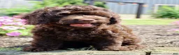 Cockapoo dogs for sale: Arlo - Ad 2