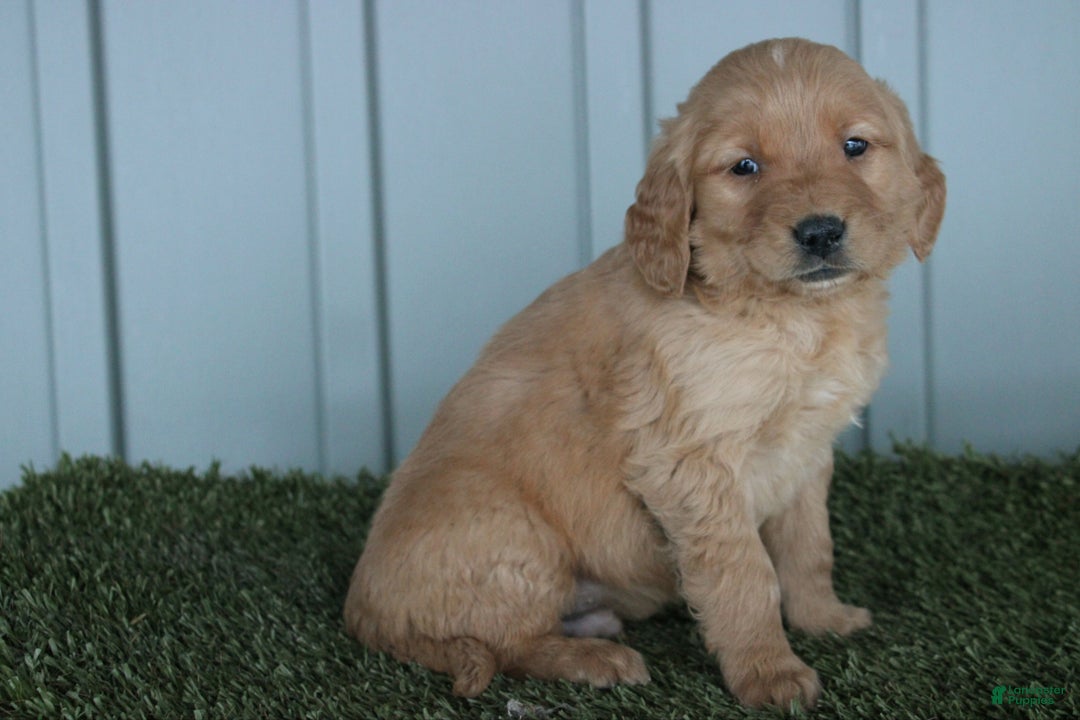 Golden Retriever dogs for sale: Golden Retriever Puppy Conner - Ad 3