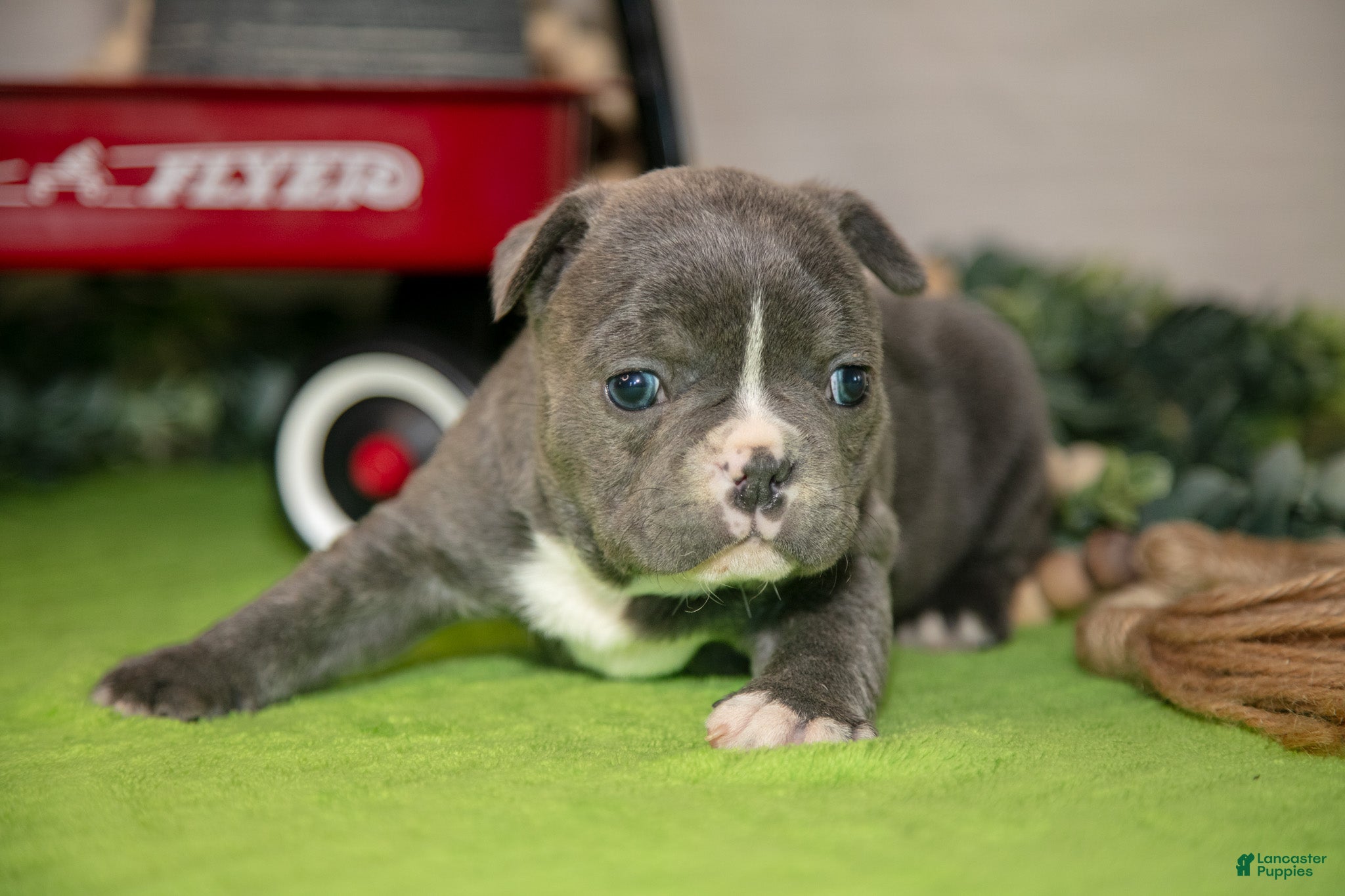 Frenchton dogs Vana - Ad 1