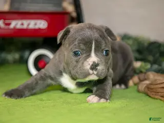 Frenchton dogs for sale: Vana - Ad 2