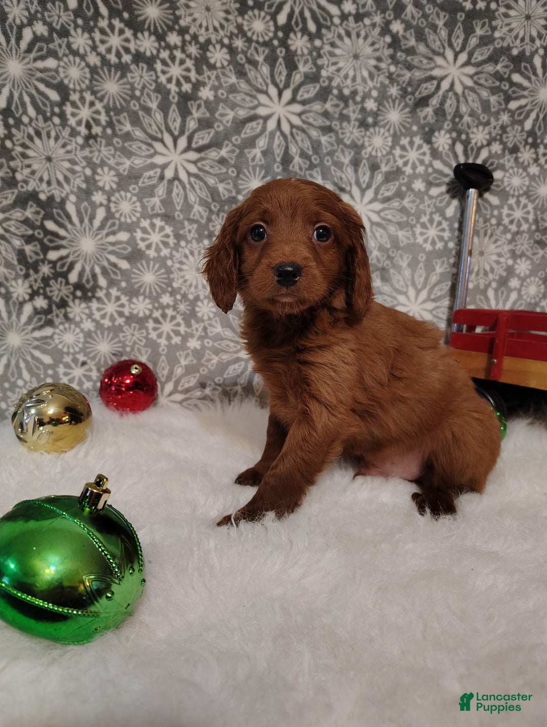 Irish Doodle dogs for sale: Gunner - Ad 1