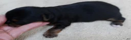 Yorkshire Terrier dogs for sale: Moose - Ad 9