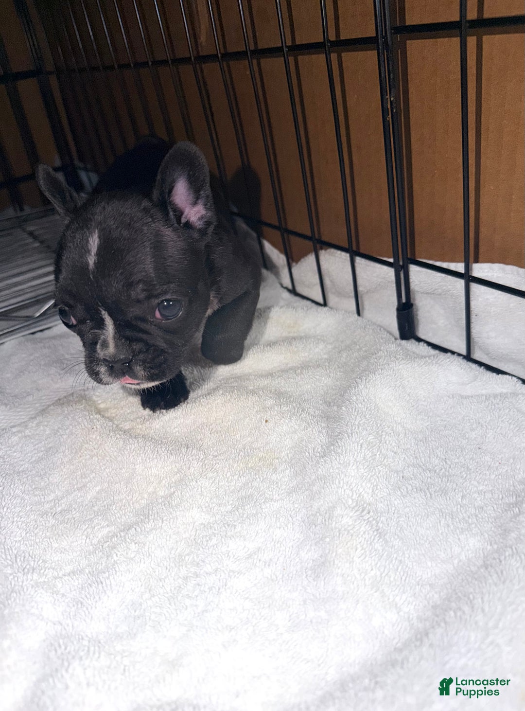 French Bulldog dogs for sale: Skunky Girl - Ad 2