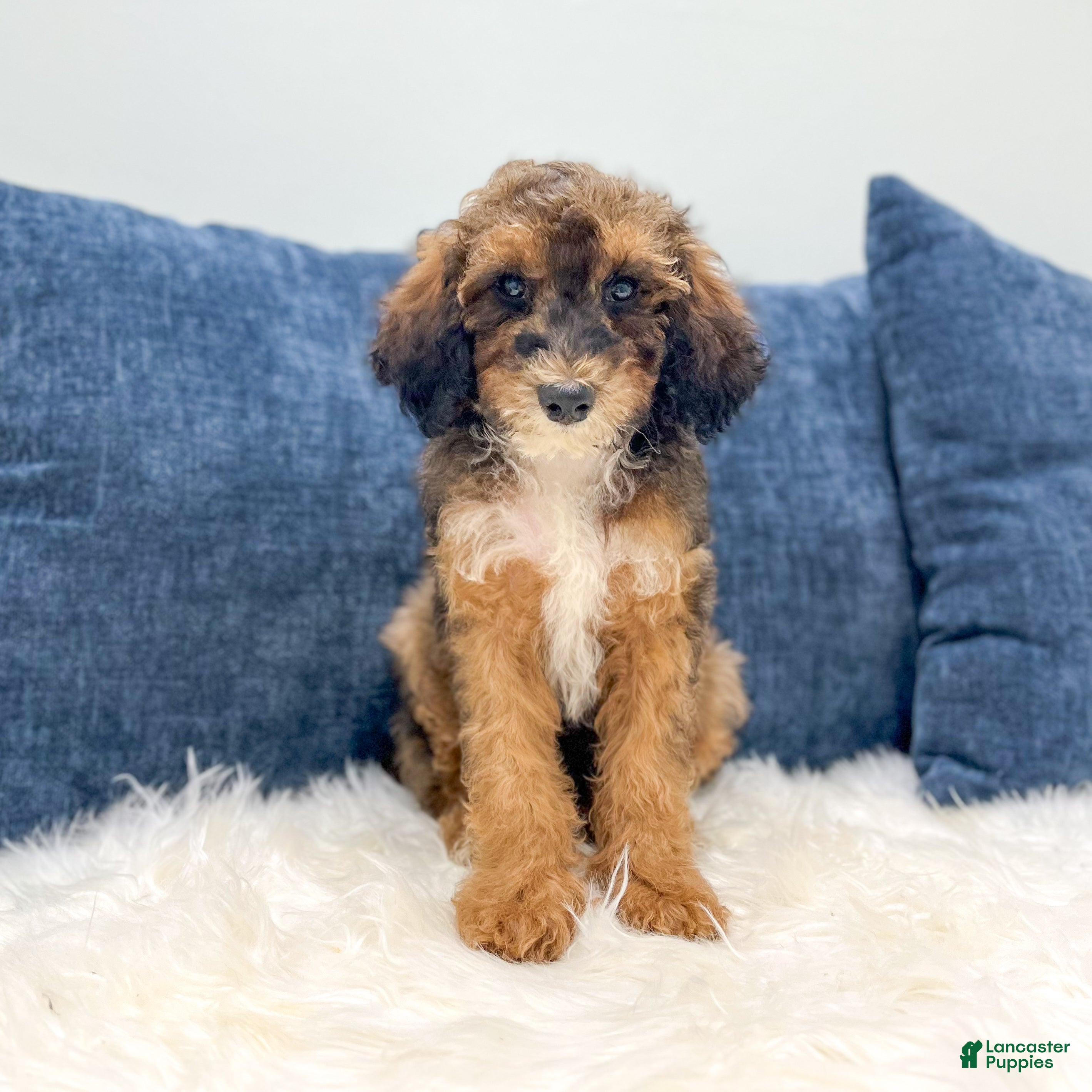 Miniature Poodle dogs Sparkle - Ad 1