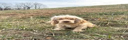 Cockapoo dogs for sale: Bennett - Ad 4