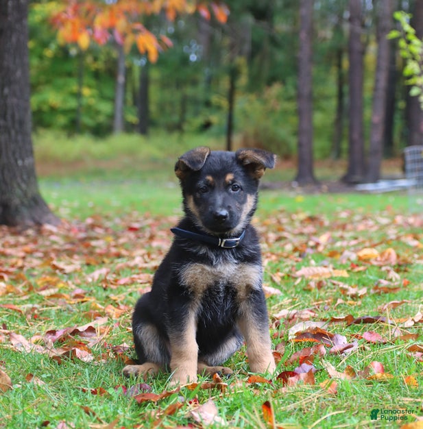German Shepherd dogs Cookie - Ad 1