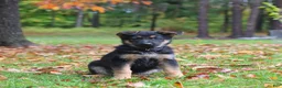 German Shepherd dogs for sale: Cookie - Ad 1