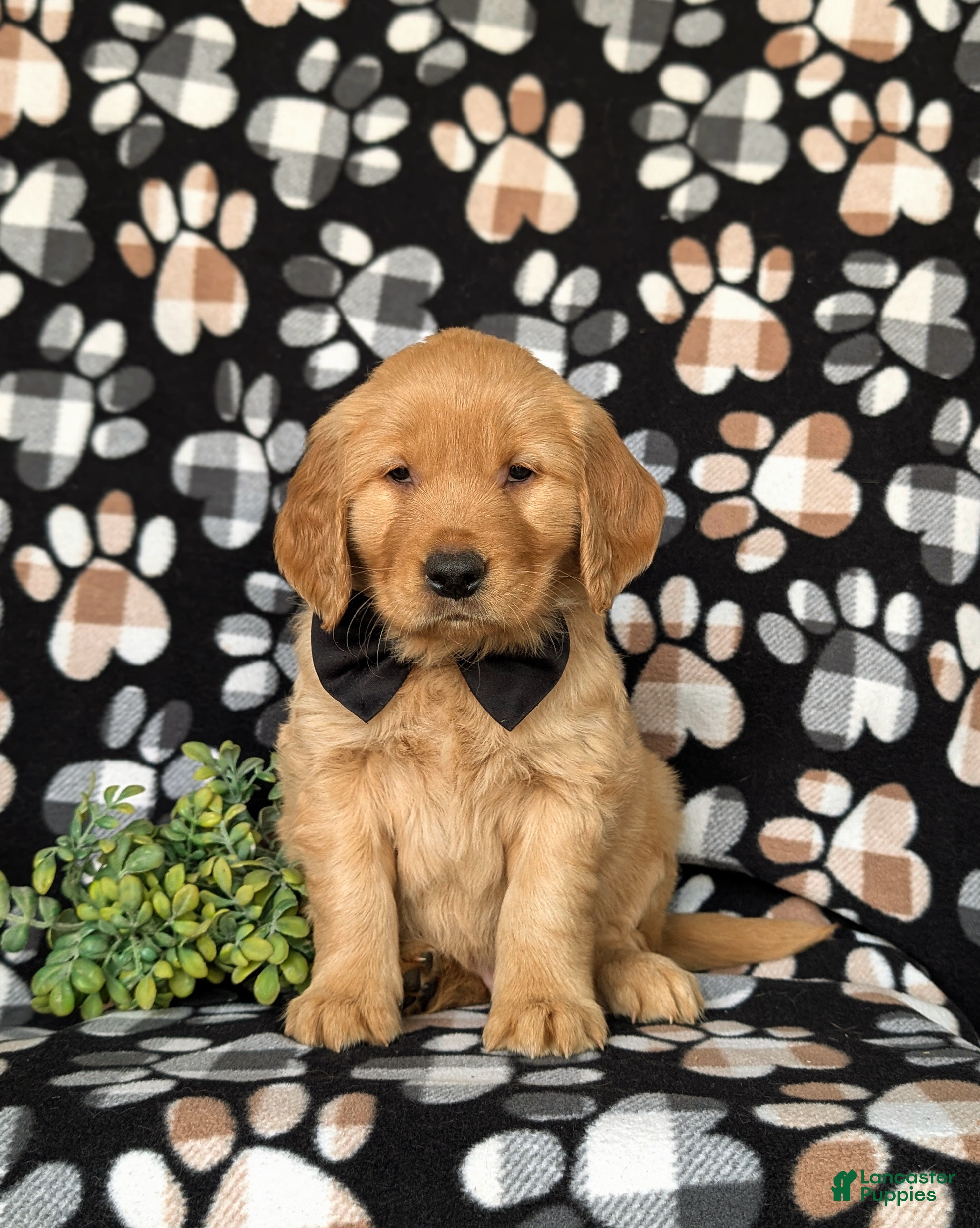Golden Retriever dogs Moses AKC Registered - Ad 2