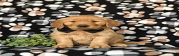 Golden Retriever dogs for sale: Moses AKC Registered - Ad 2