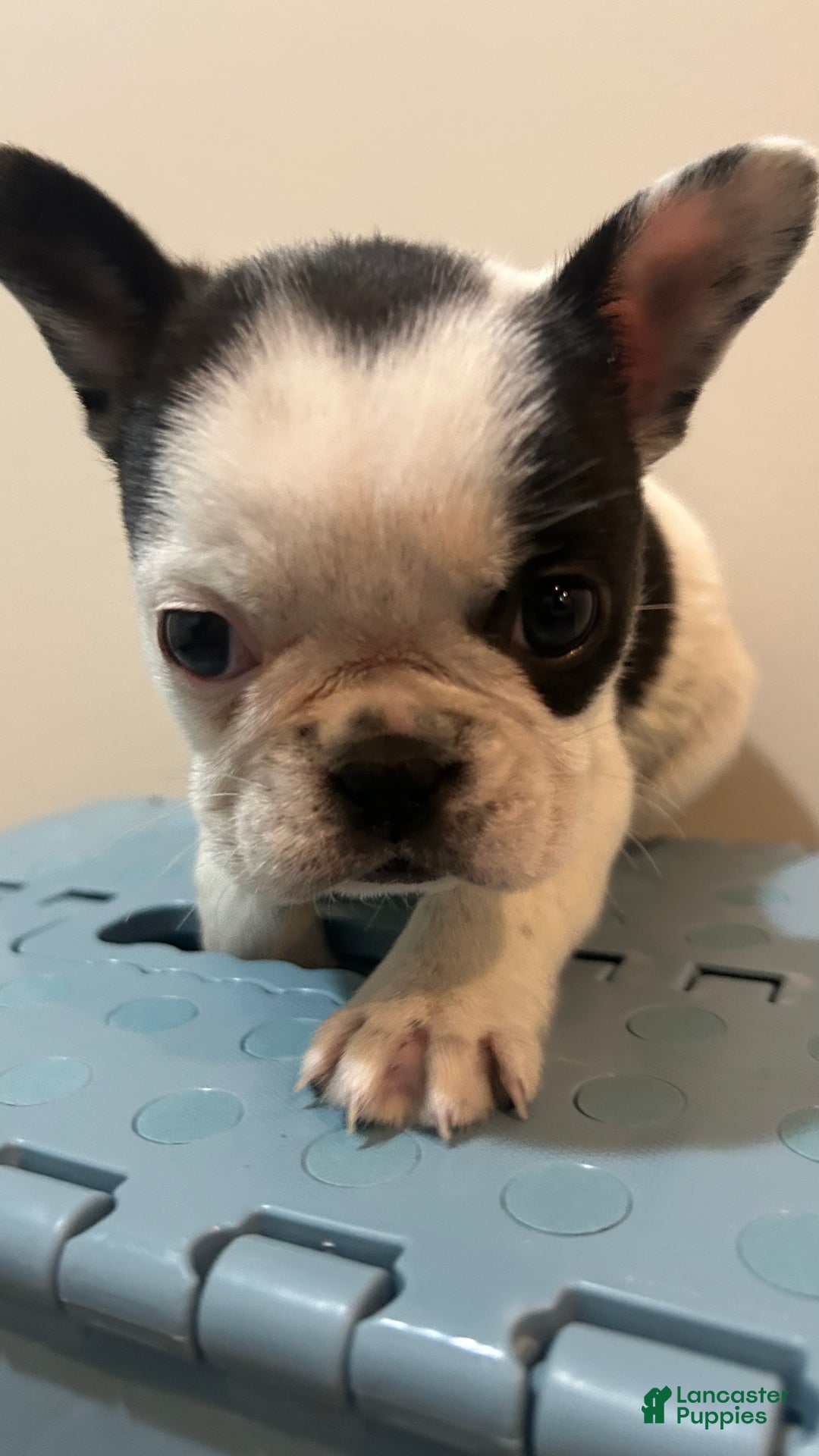 Frenchton dogs for sale: Nala  - Ad 4