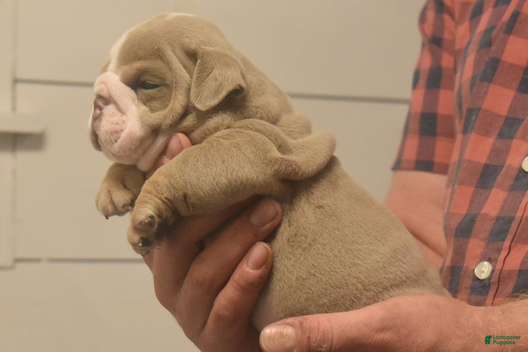 English Bulldog dogs for sale: Cash - Ad 2