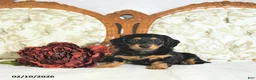 Miniature Dachshund dogs for sale: Pixie - Ad 5