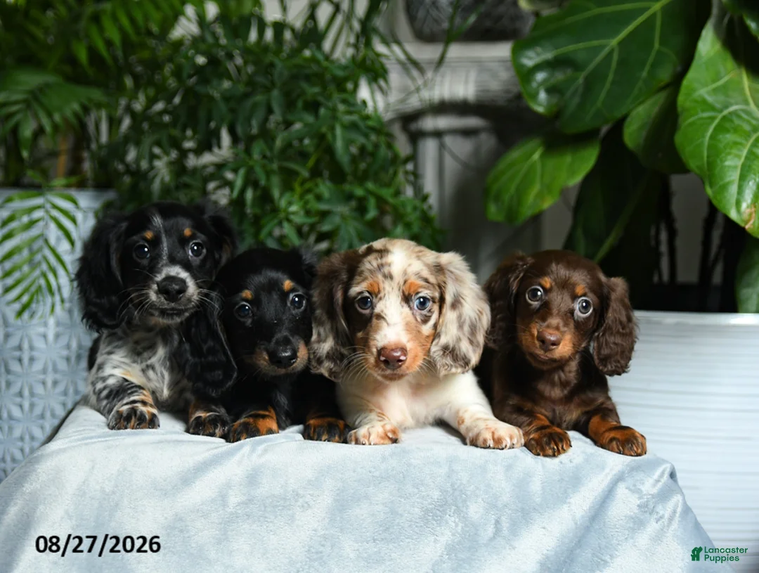 Miniature Dachshund dogs for sale: Adams - Ad 2