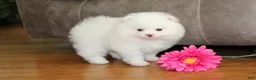 Pomeranian dogs for sale: Lanae - Ad 4
