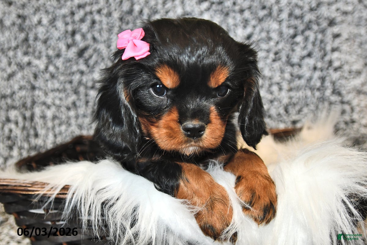 Cavalier King Charles Spaniel dogs for sale: Fern - Ad 1