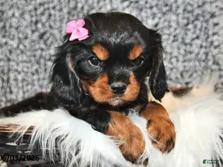 Cavalier King Charles Spaniel dogs for sale: Fern - Ad 3
