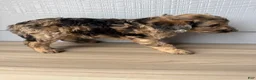 Aussiedoodle dogs for sale: Cornflower - Ad 5