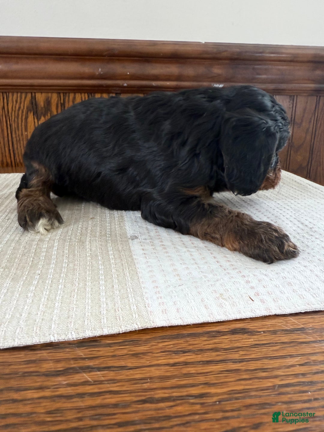 Cavapoo dogs for sale: Cavapoo Puppy 5 - Ad 3