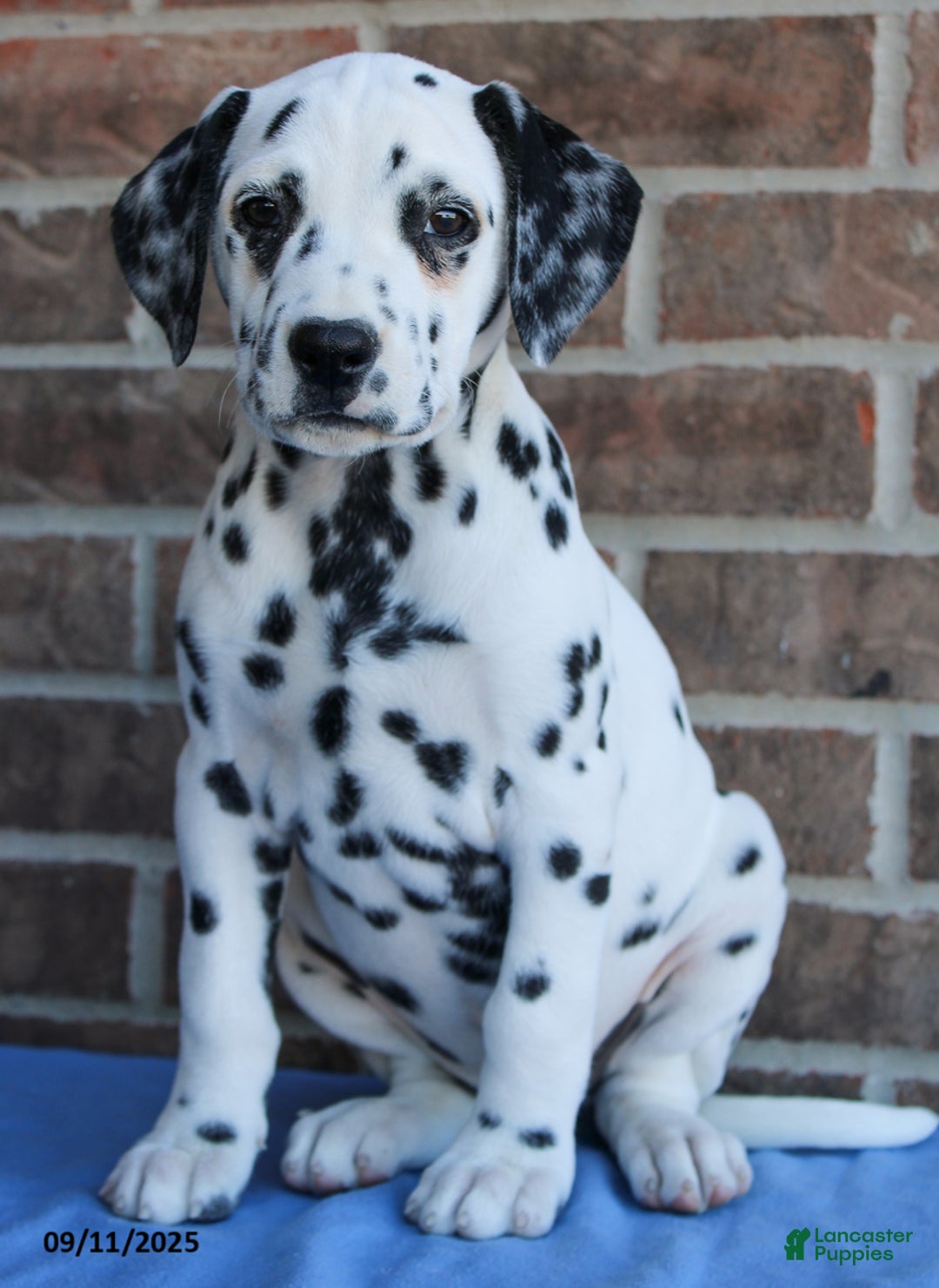 Dalmatian Dogs Dalmatian Puppies For Sale Kijiji Dog Breed