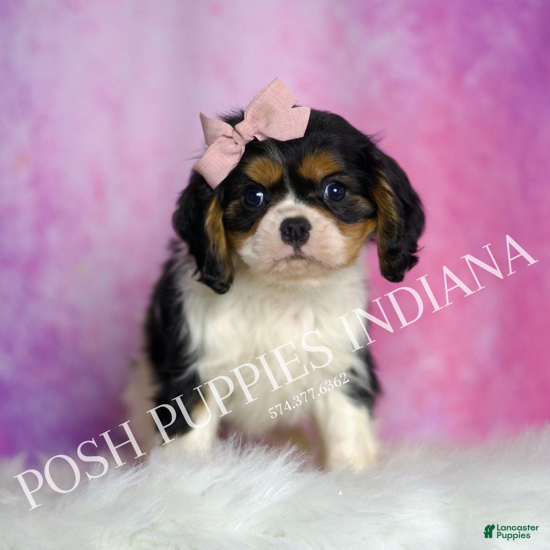 Cavalier King Charles Spaniel dogs for sale: Alice - Ad 6