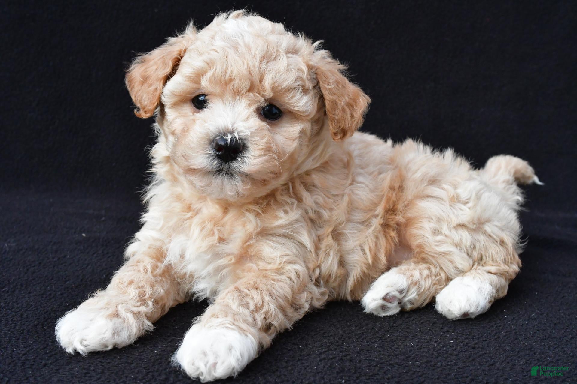 Maltipoo dogs for sale: Glory - Ad 1