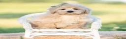Maltipoo dogs for sale: banks - Ad 3