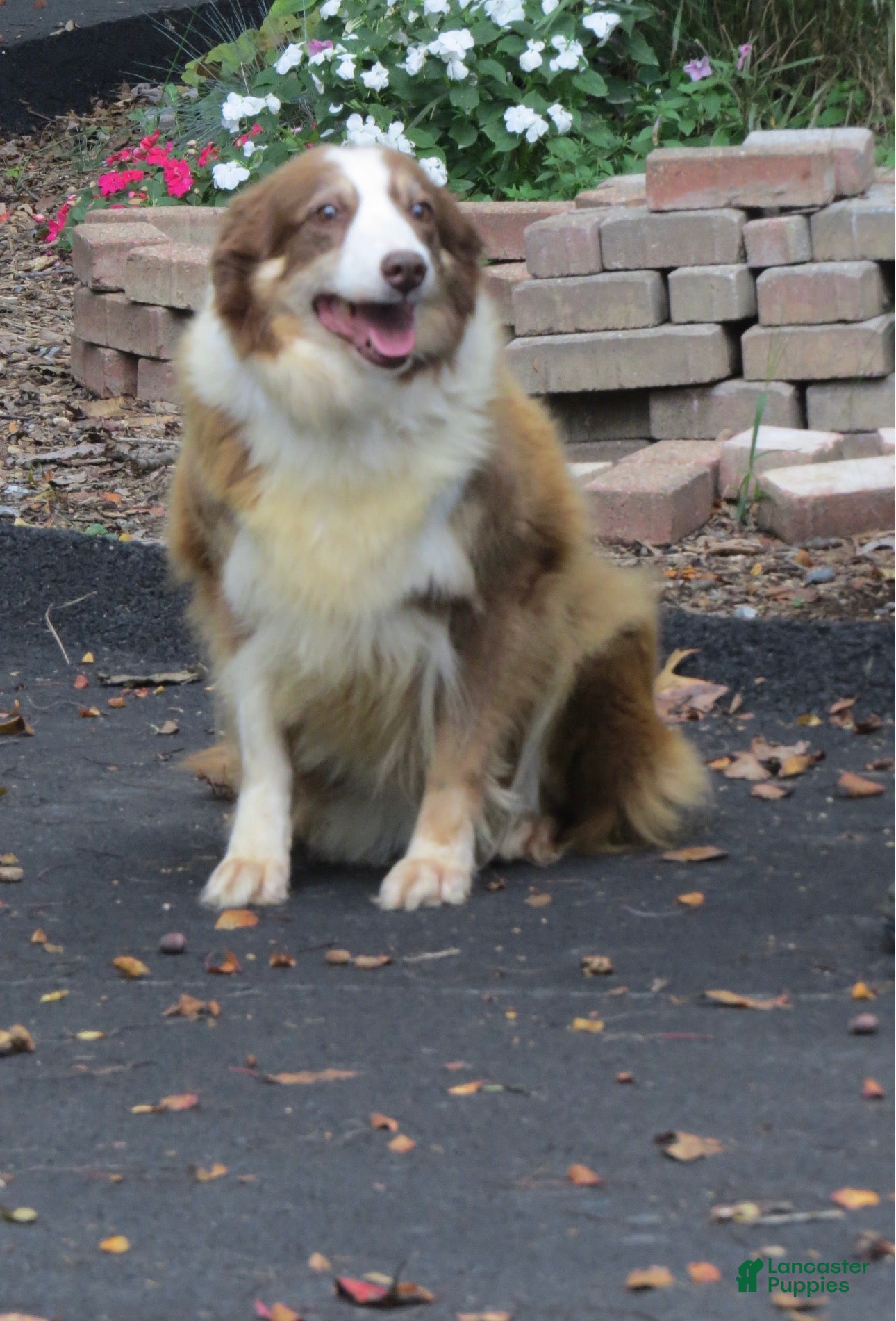 Border Collie dogs Border Collie 1 - Ad 2