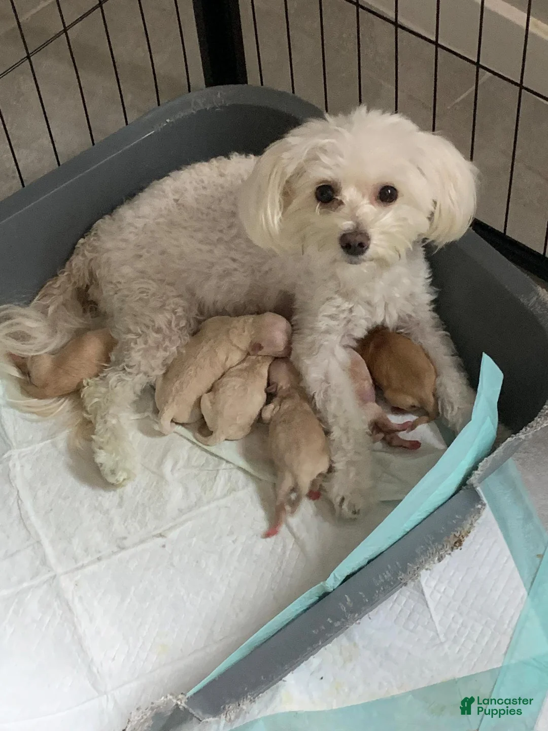 Maltipoo dogs for sale: Lola - Ad 4