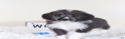 Mini Aussiedoodle dogs for sale: Mini Aussiedoodle Puppy Buzz - Ad 4