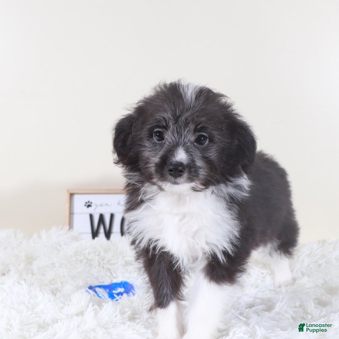 Mini Aussiedoodle dogs for sale: Mini Aussiedoodle Puppy Buzz - Ad 4