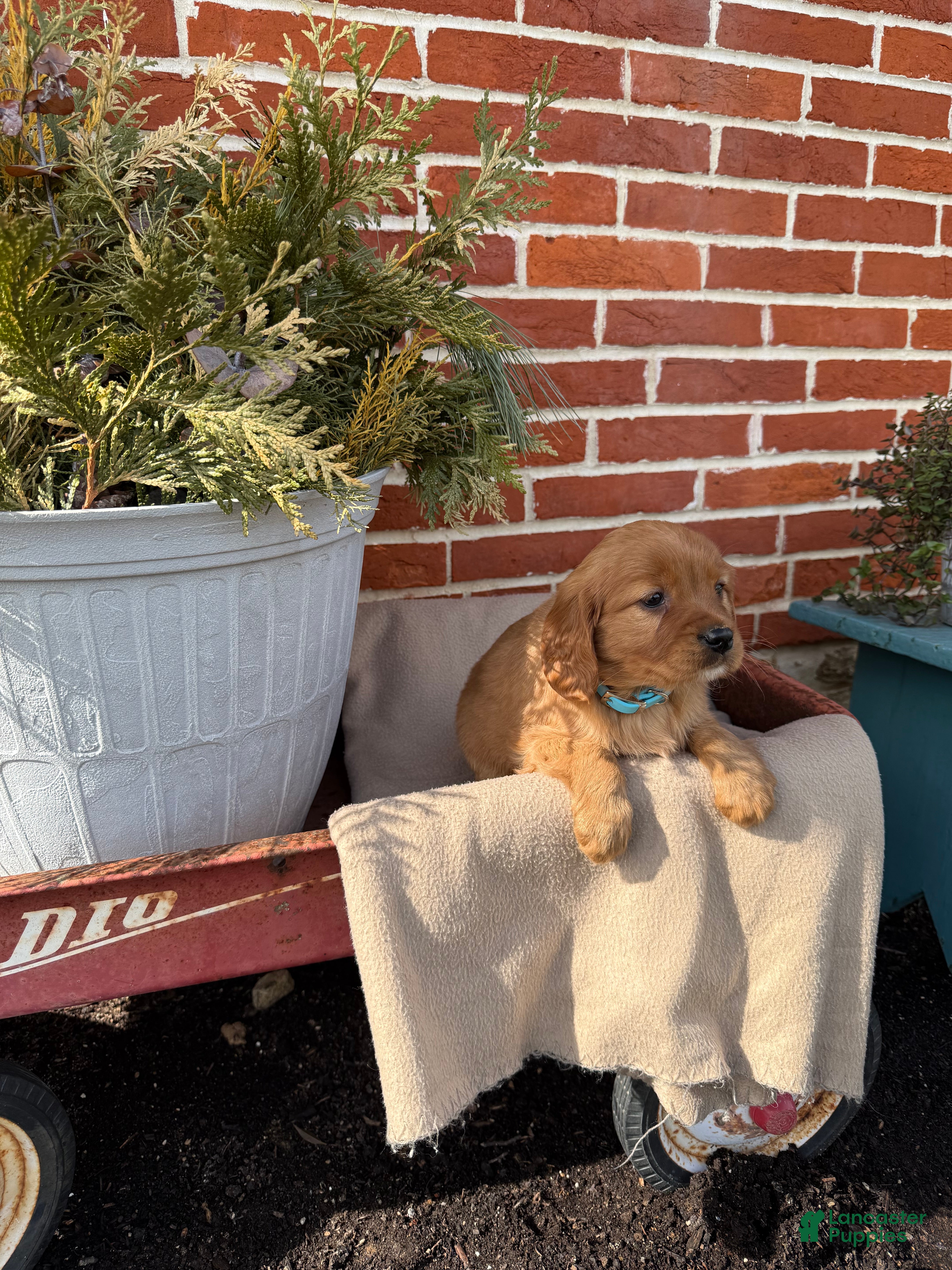 Miniature Golden Retriever dogs Miniature Golden Retriever Puppy 6 - Ad 1