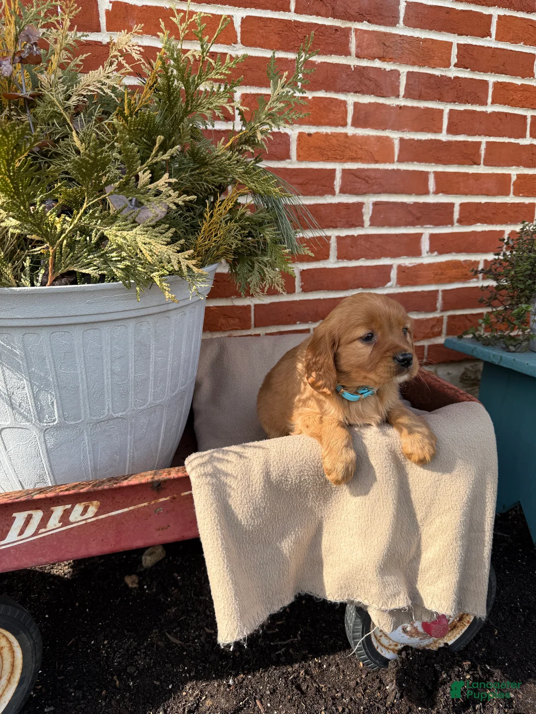 Miniature Golden Retriever dogs for sale: Miniature Golden Retriever Puppy 6 - Ad 1