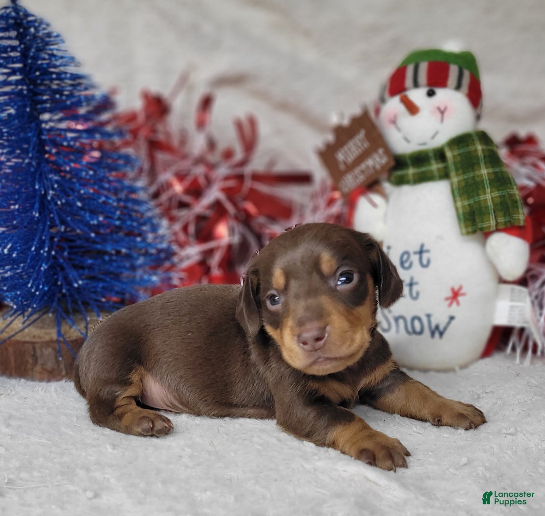 Miniature Dachshund dogs for sale: AKC Blade - Ad 3