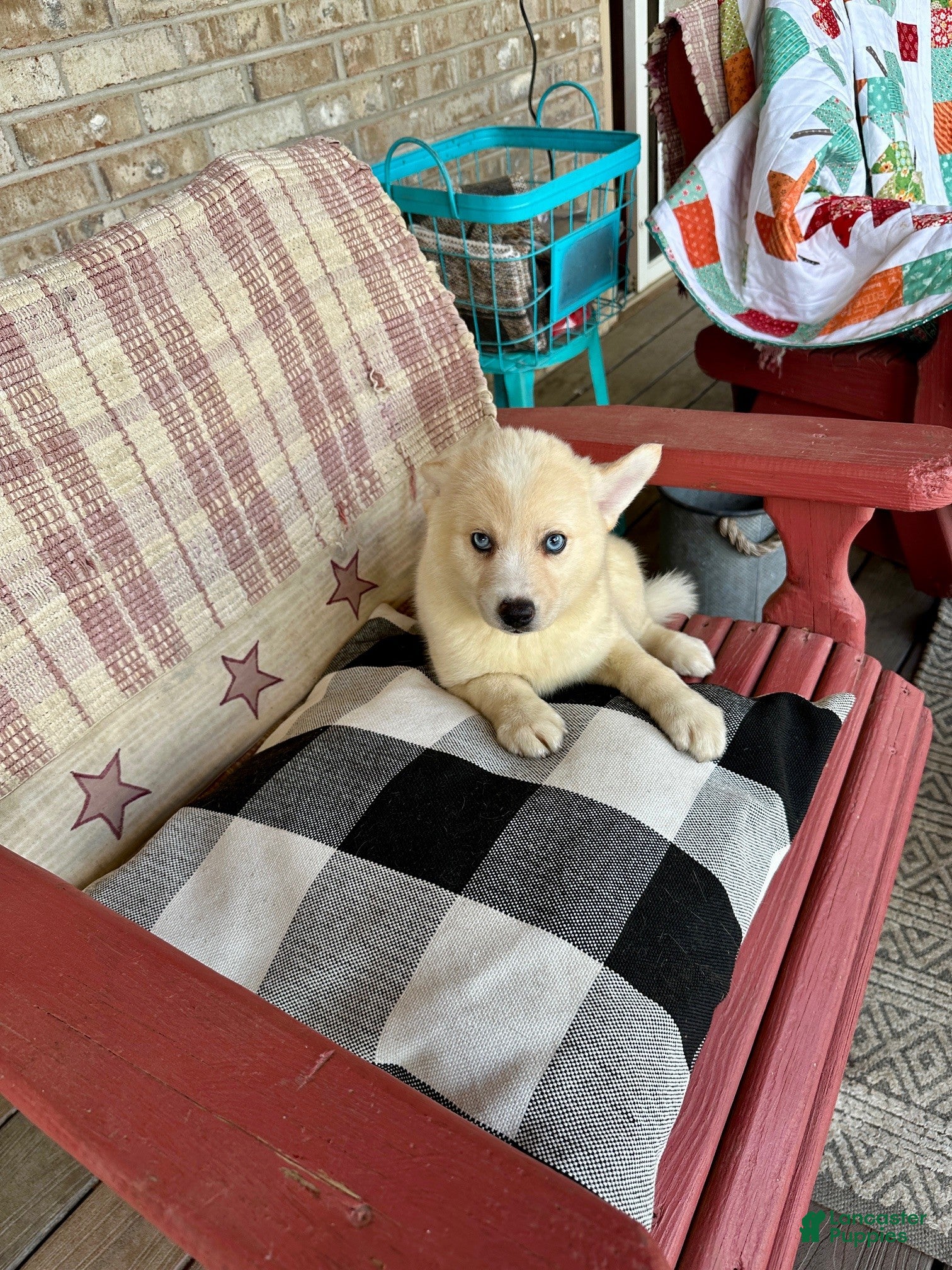 Pomsky dogs for sale: Colt - Ad 3