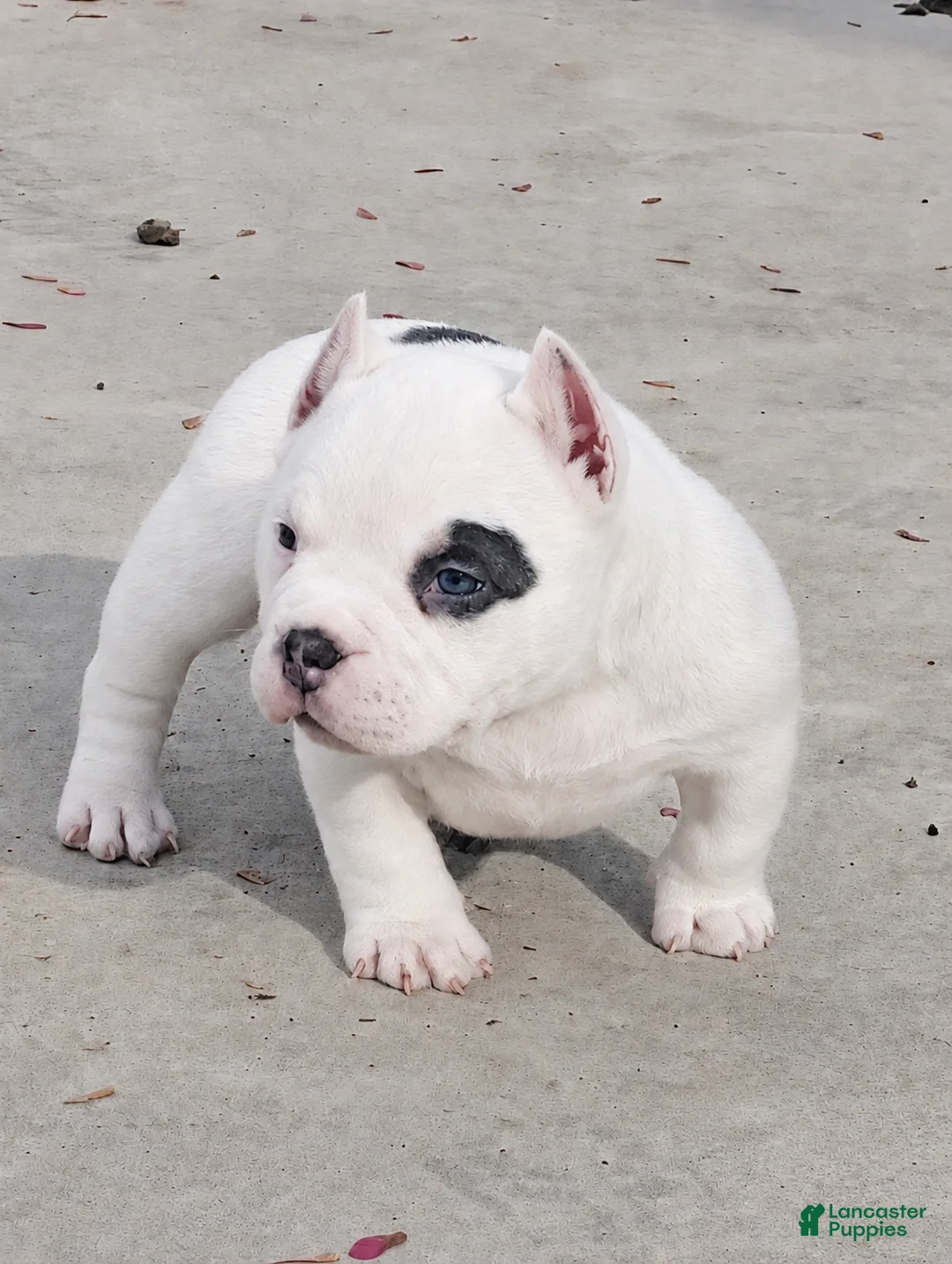 American Bully dogs for sale: Vegas - Ad 1