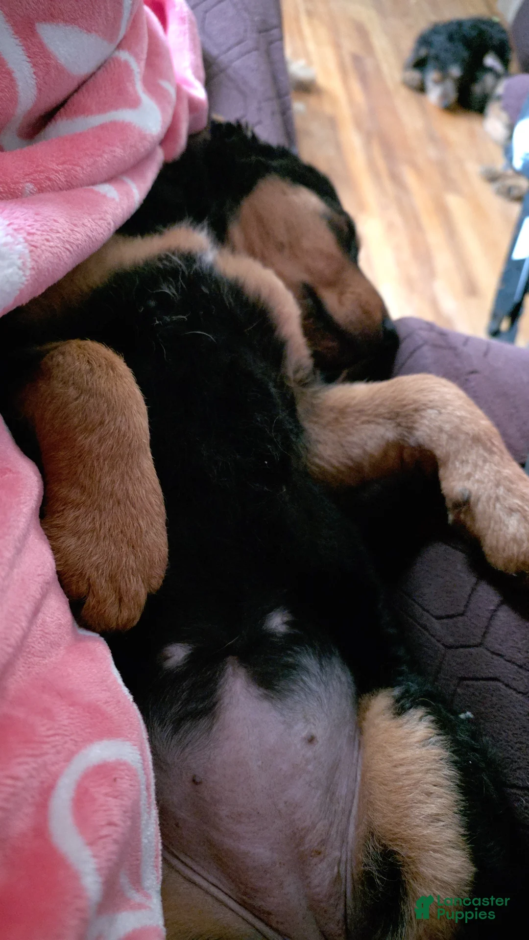 Mixed Breed dogs for sale: Hershey - Ad 2