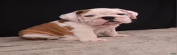 English Bulldog dogs for sale: Charlie  - Ad 6