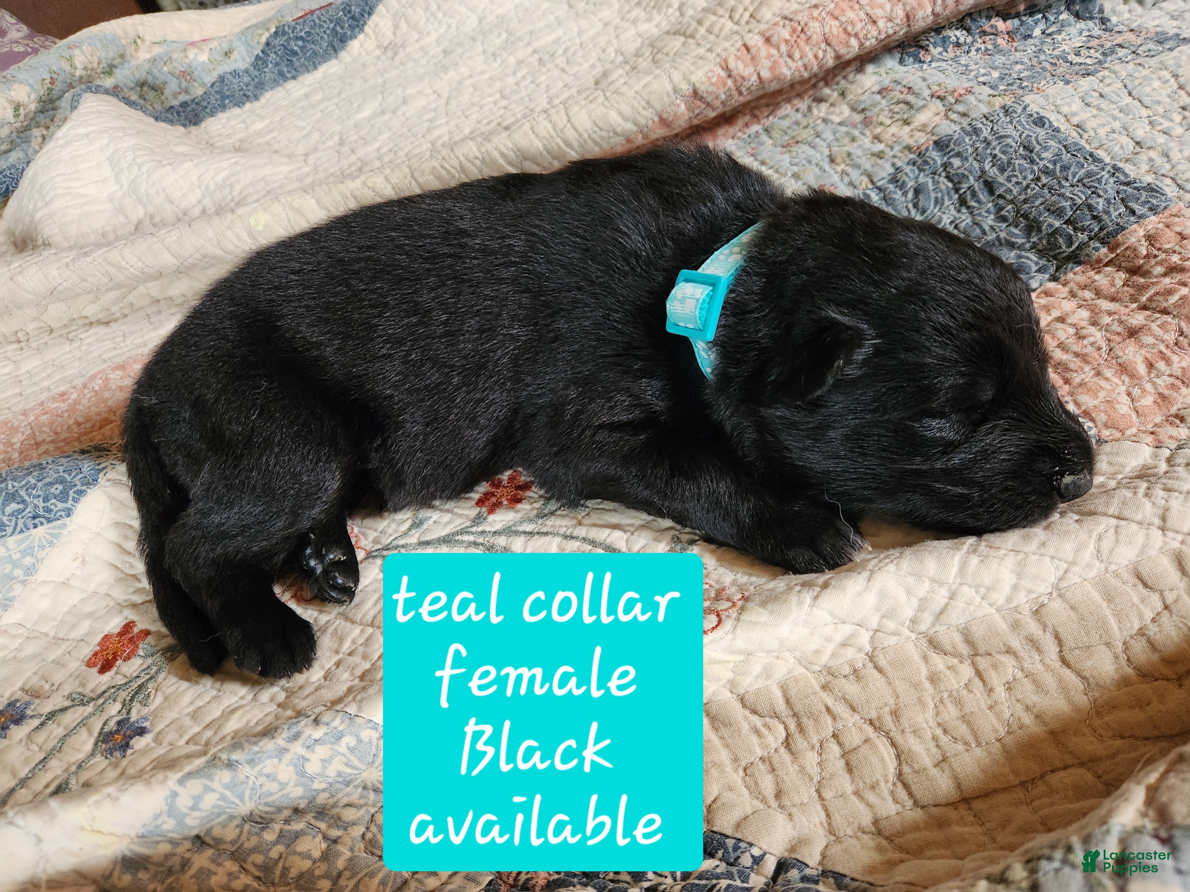 German Shepherd dogs Teal collar - Ad 2