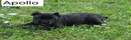 Cane Corso dogs for sale: Apollo - Ad 6