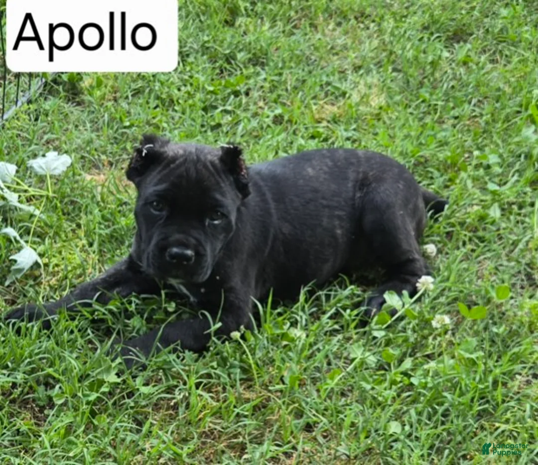 Cane Corso dogs for sale: Apollo - Ad 6