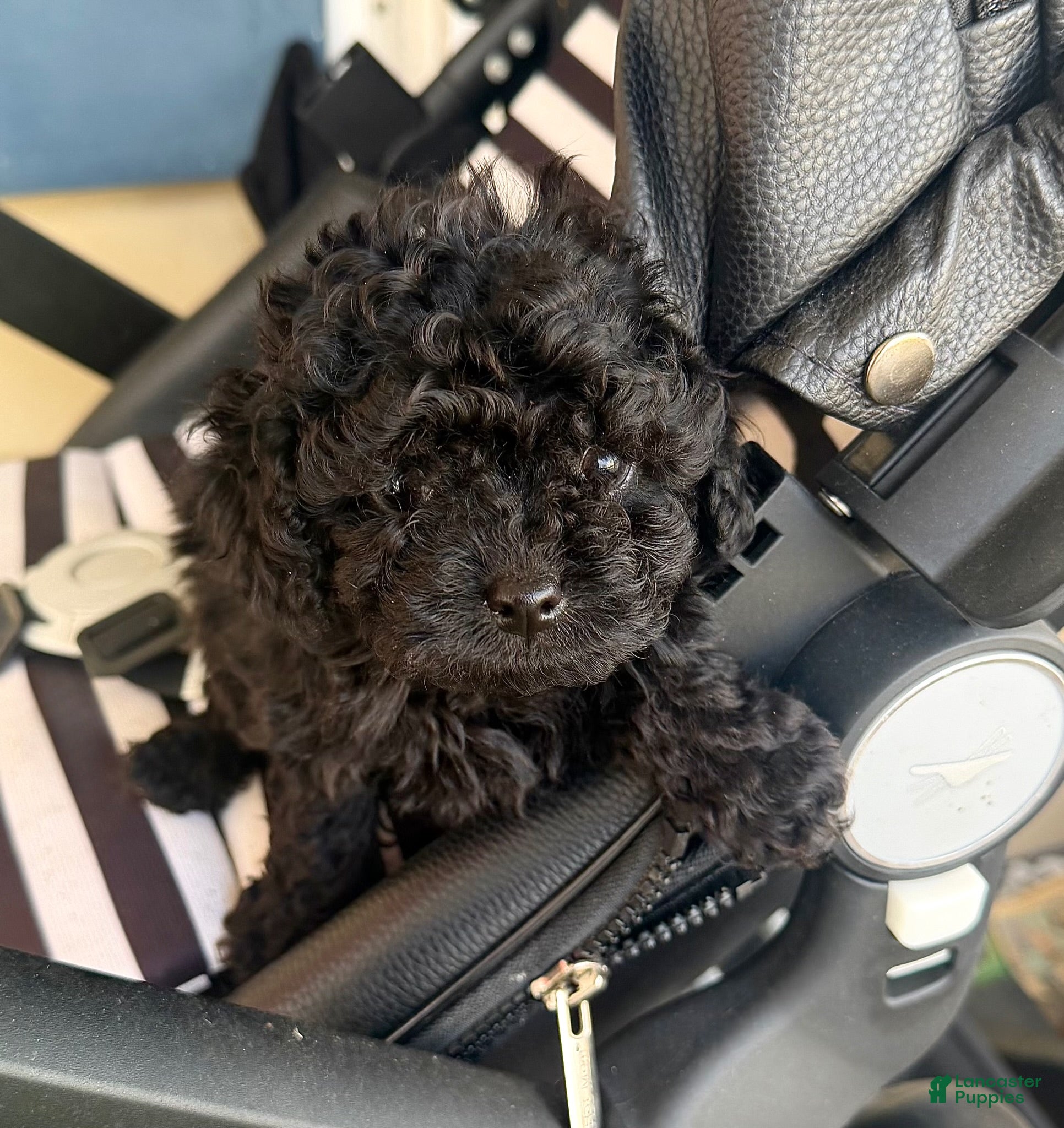 Toy Poodle dogs Toy Poodle Puppy 3 - Ad 34