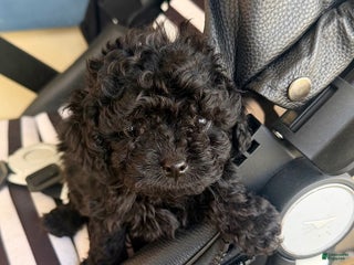 Toy Poodle dogs Toy Poodle Puppy 3 - Ad 32